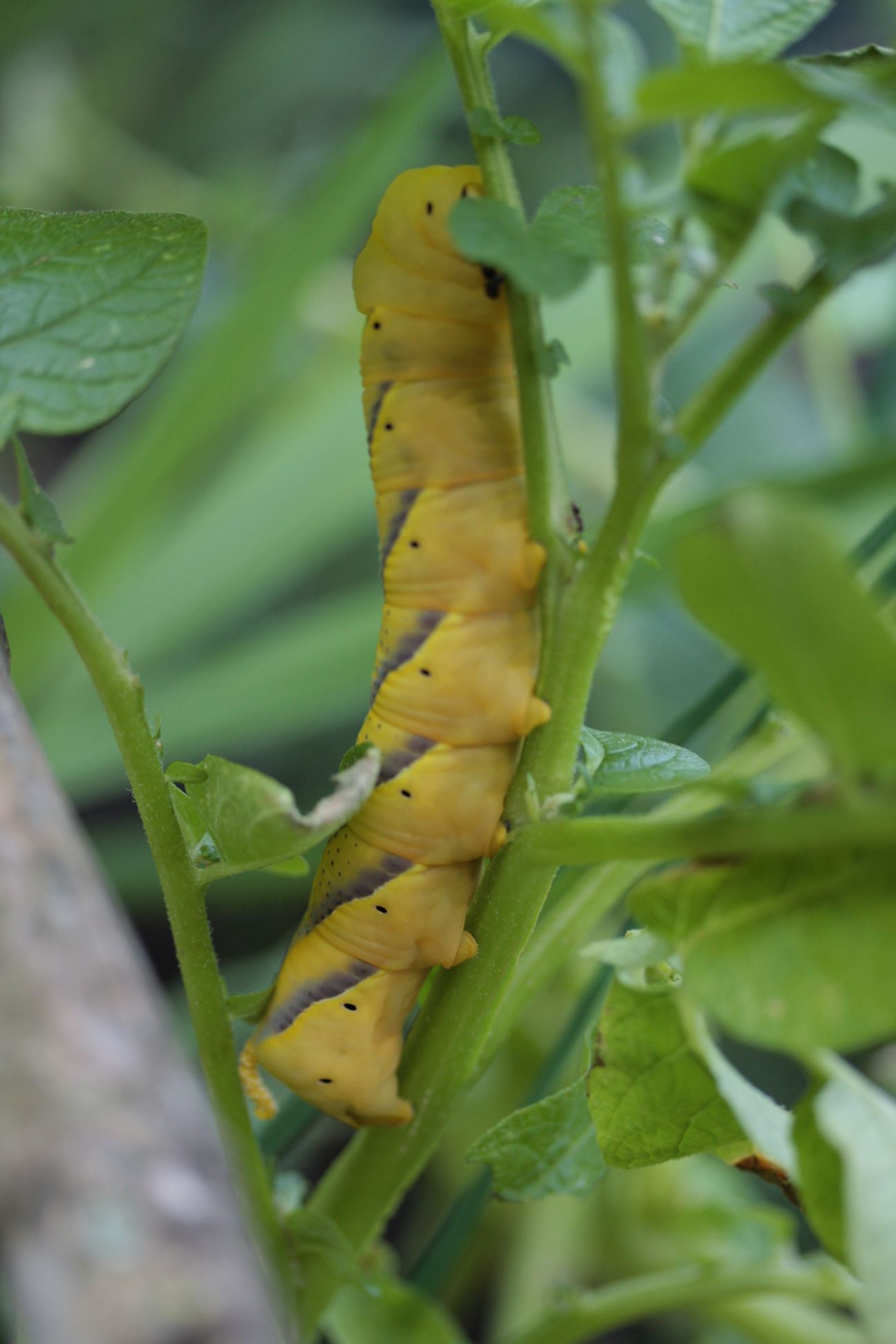 Bruco di Acherontia Atropos
